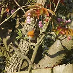 Robins Rest In The North York Moors *