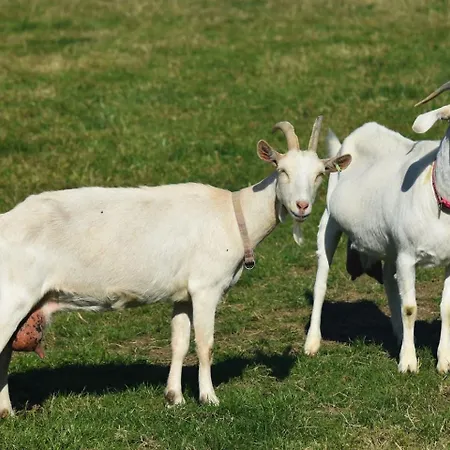 Robins Rest In The North York Moors *