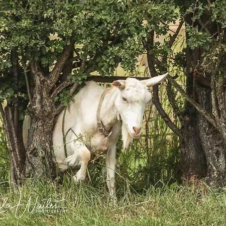 Robins Rest In The North York Moors خيمة فخمة Rosedale Abbey