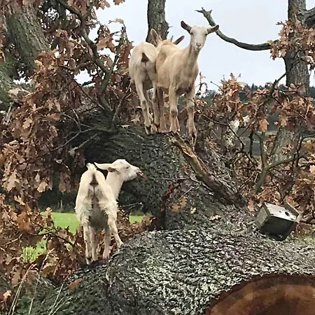 خيمة فخمة Robins Rest In The North York Moors