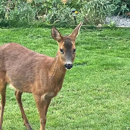 Robins Rest In The North York Moors خيمة فخمة Rosedale Abbey
