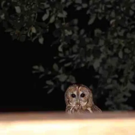Robins Rest In The North York Moors