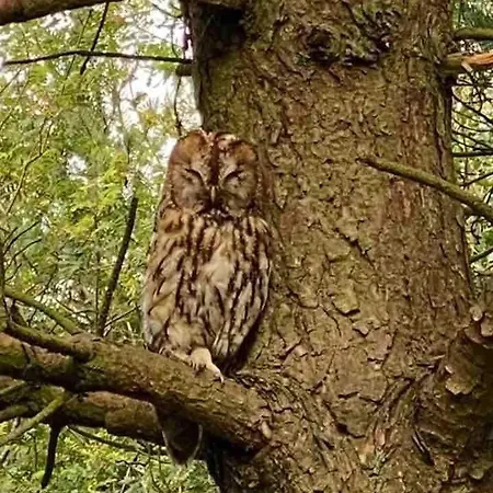 Robins Rest In The North York Moors خيمة فخمة Rosedale Abbey