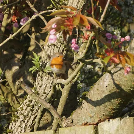 Robins Rest In The North York Moors *